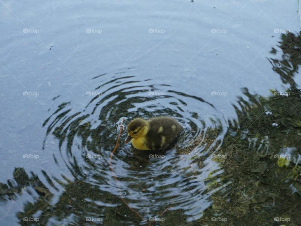 Duckling#bird