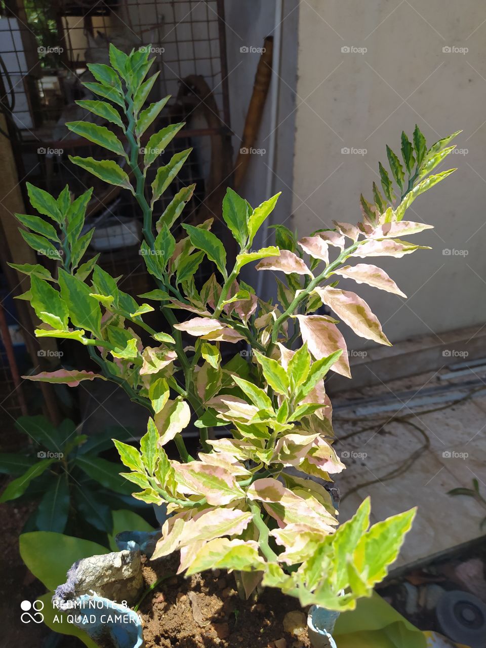 Leaf, Flora, Growth, No Person, Garden