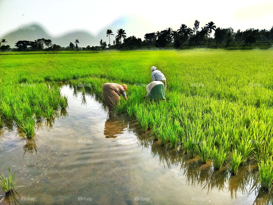 paddy fields