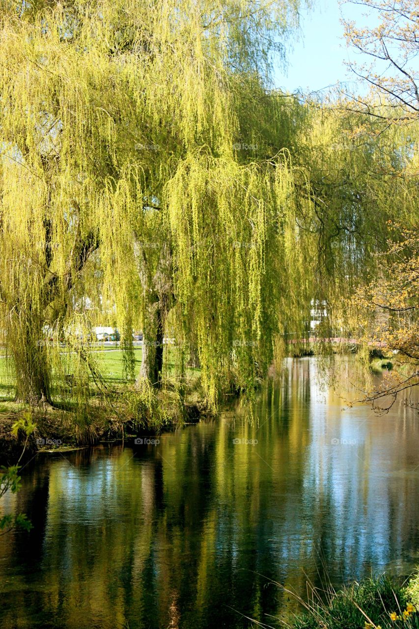 Trees reflecting on the river