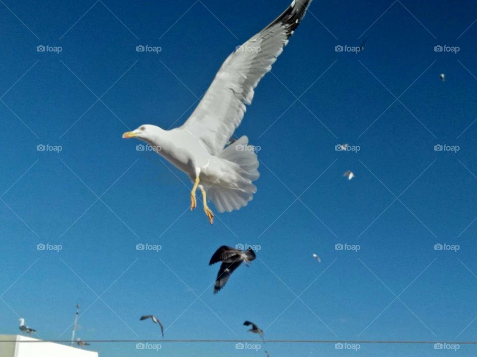 Flying seagull at essaouira city in Morocco