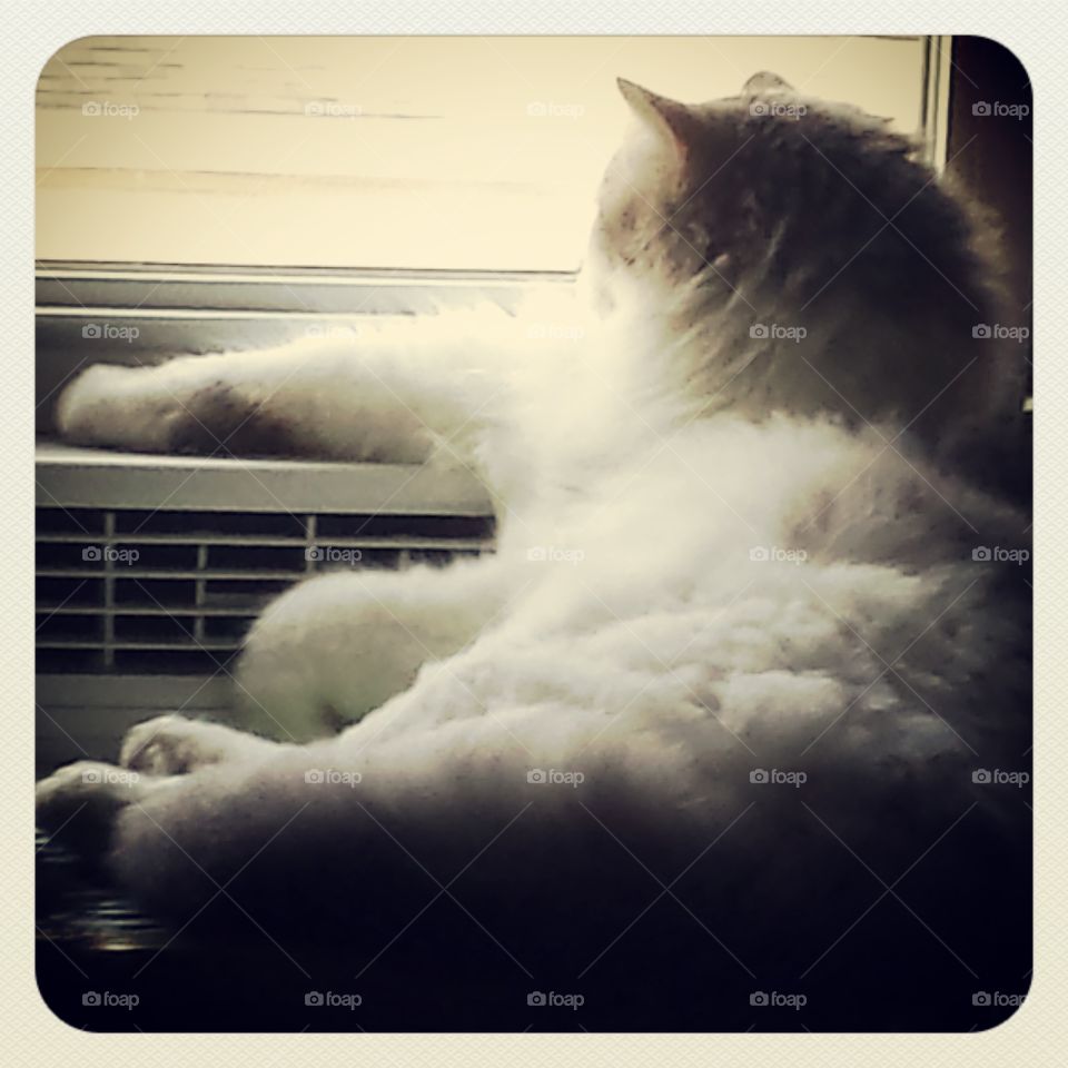 Cool cat. our cat Chagall cooling off in front of the air conditioner
