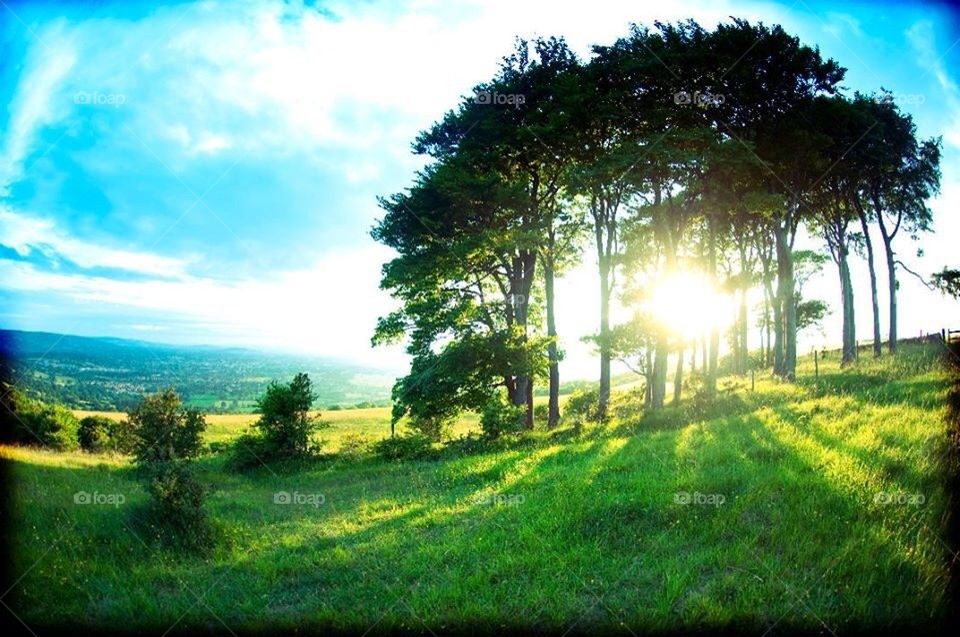 Butterfly Copse