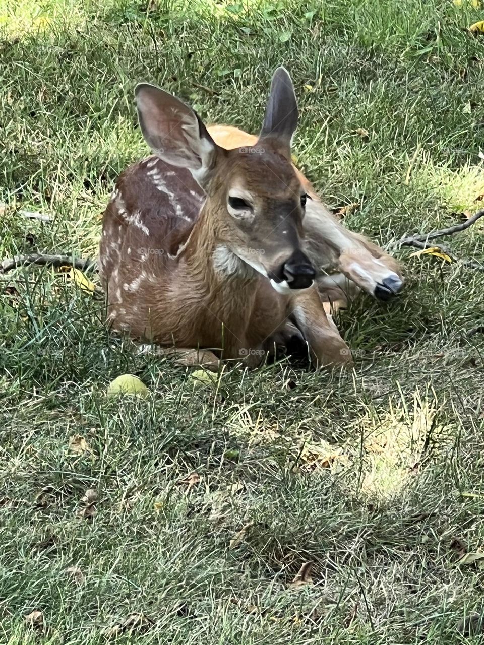 Fawn 