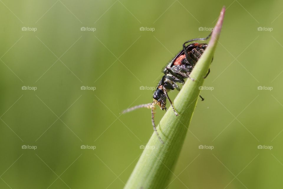 Close-up of beetle on plant