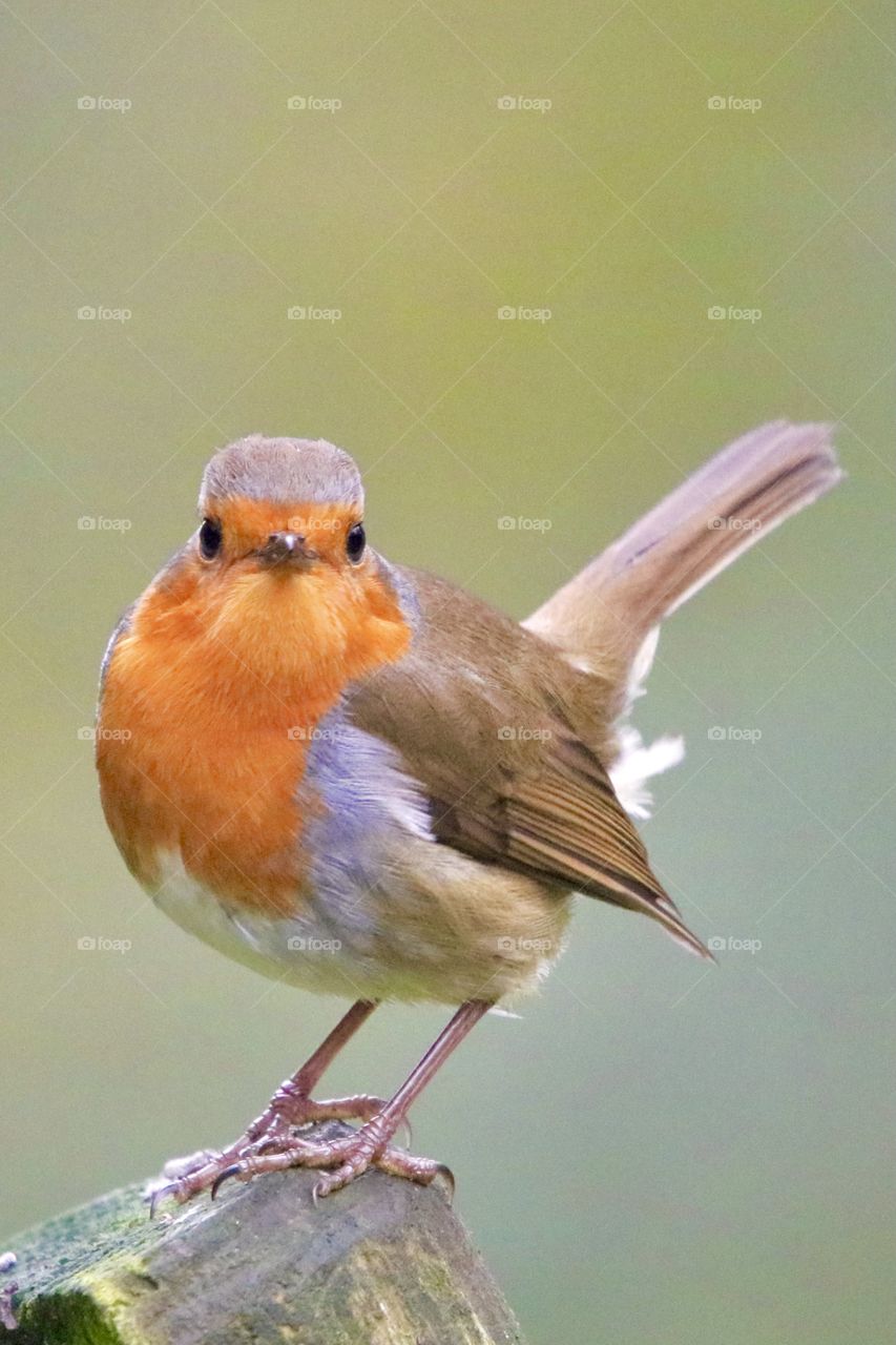 Robin