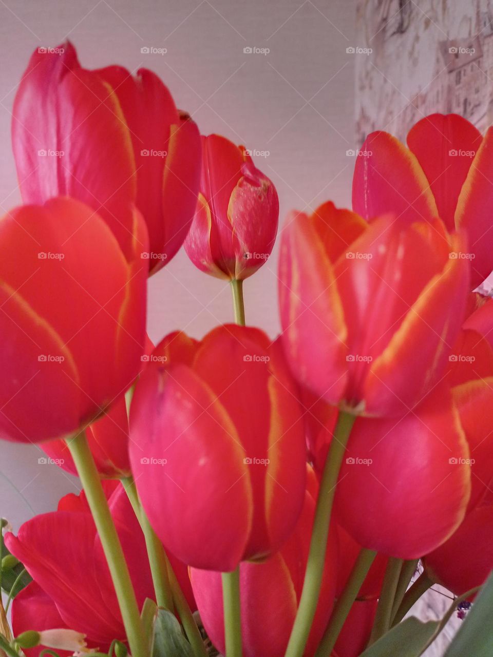 red tulips