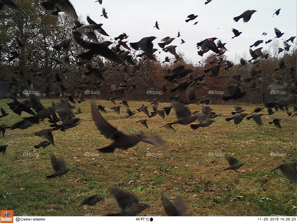 flock of crows