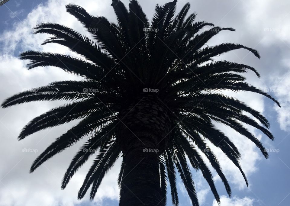 Palm tree top 