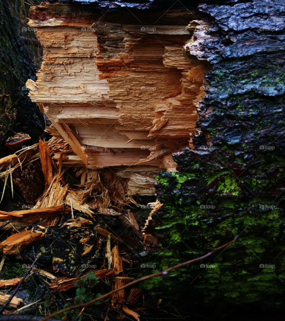 Forest in spring 2017