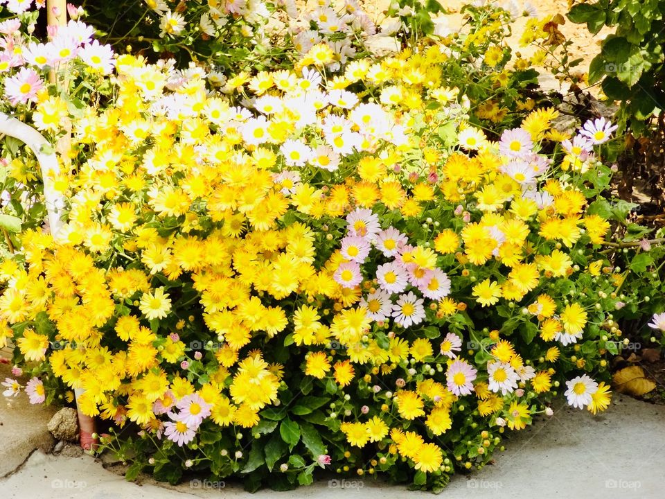 Beginning of the spring 