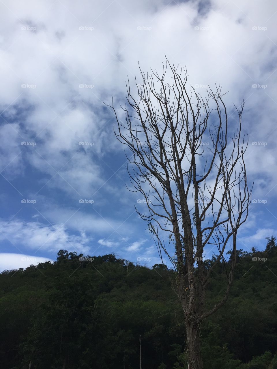 Sky and drytree