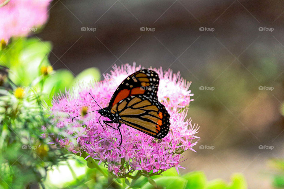 monarch butterfly