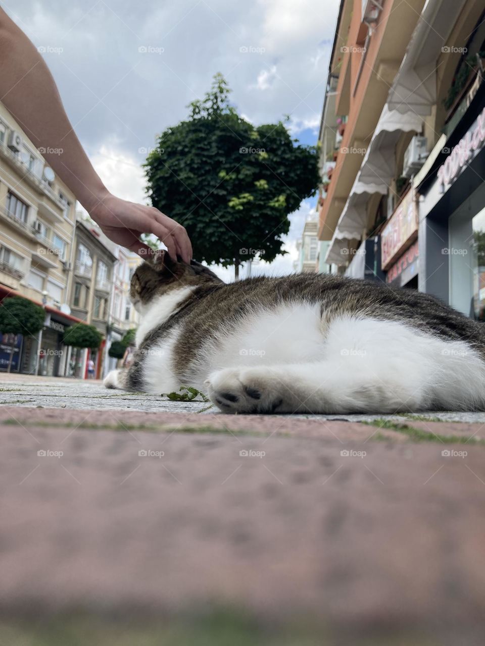 Petting the street cat 