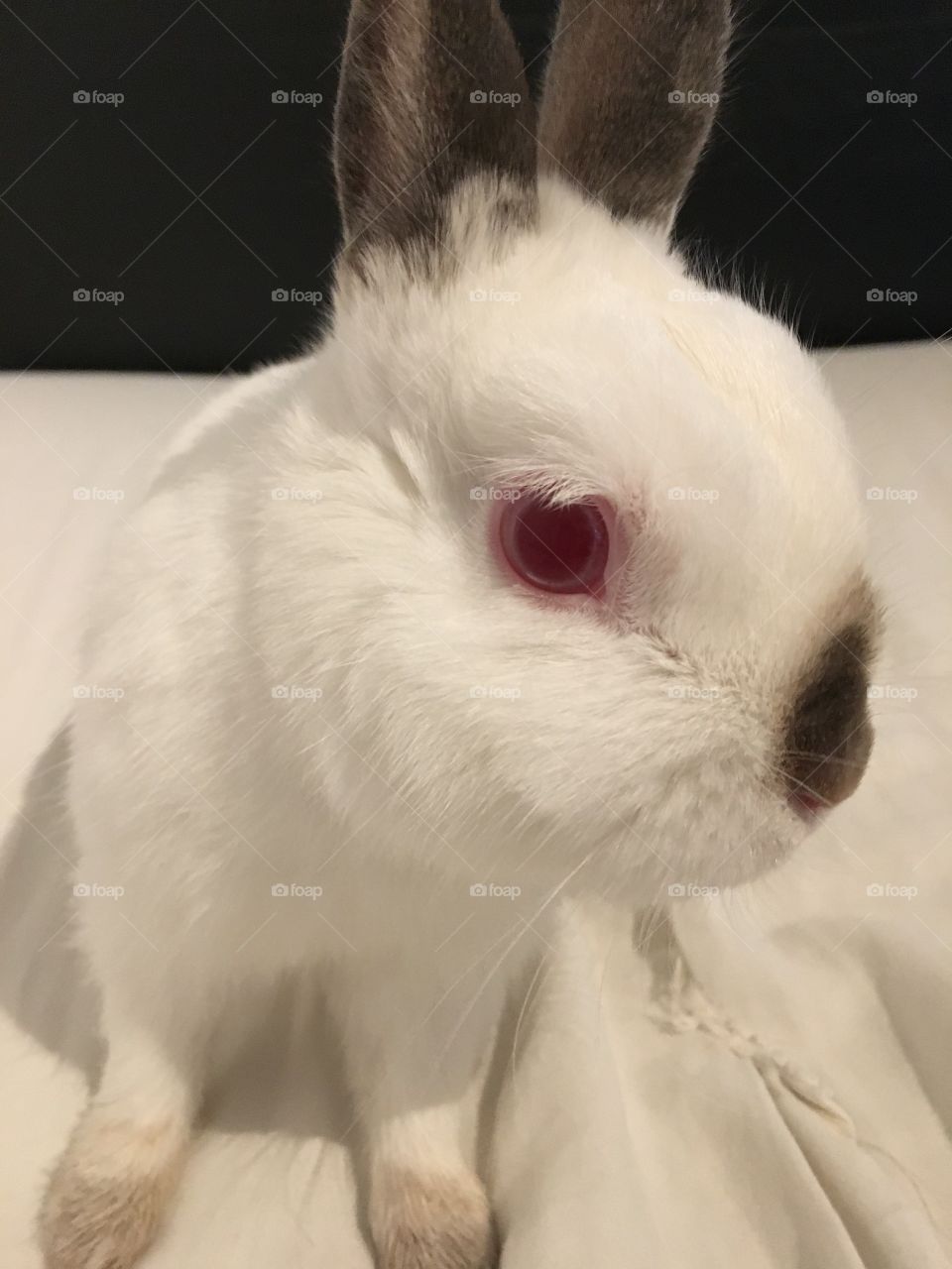 I took This photo of My bunny Pelle and It looks so great ❤️
