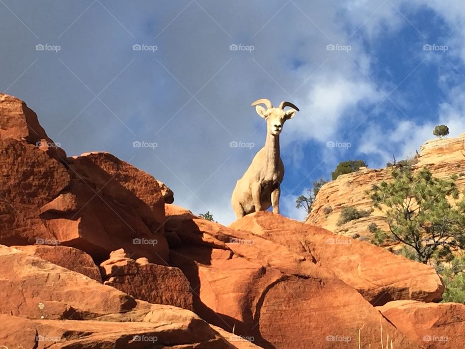 Mountain goat . Utah 