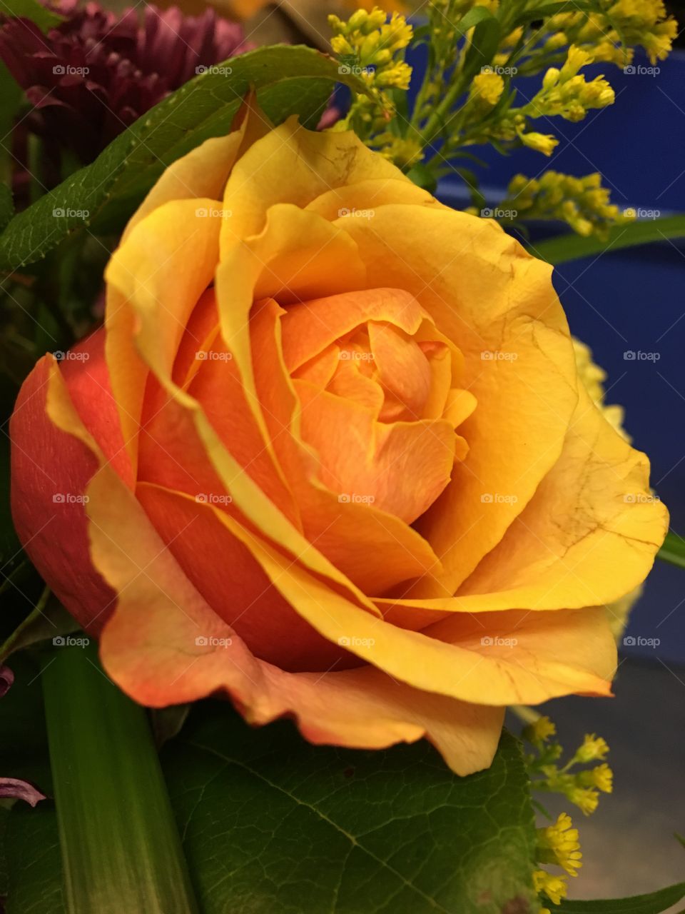Orange & yellow rose 