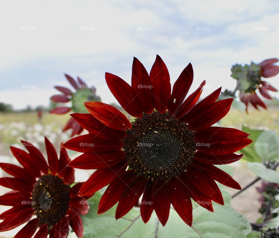 Common Reddish Sunflower 