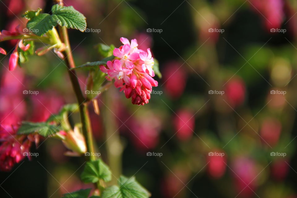 pink flower of a bush