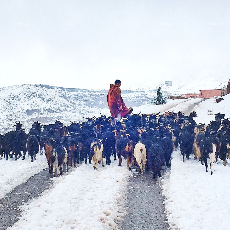 Snow herder in the Atlas Mountains.