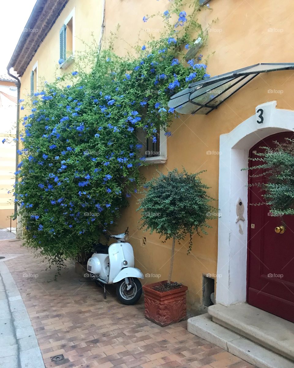 Beautiful blue flower in front of a french riviera villa