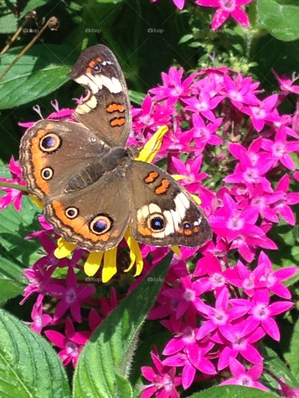 Butterfly in butterfly garden
