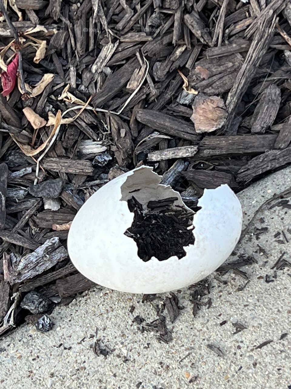 Egg shell 