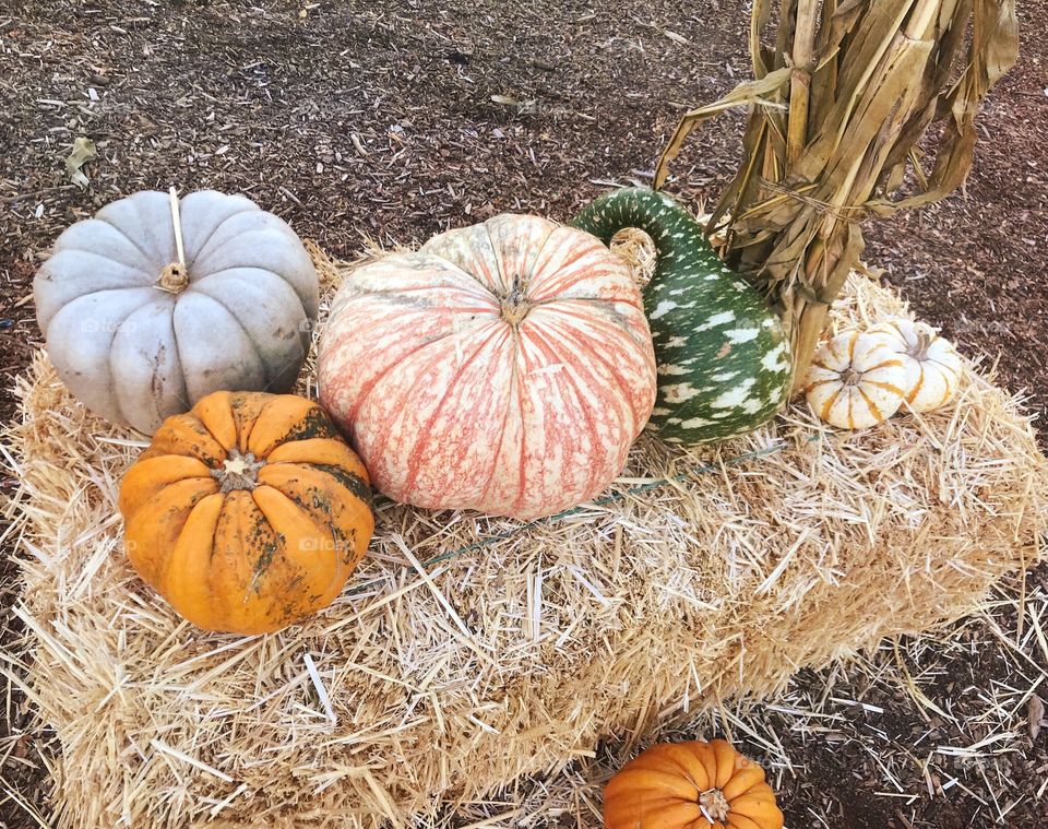 A variety of Pumpkins sitting on a haystack at the pumpkin patch in America, USA 