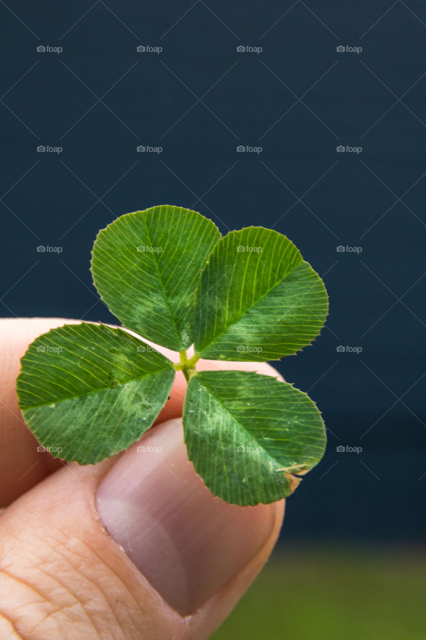 Vertical closeup photo of a green four leaf clover being held in the fingers of a Caucasian man with a deep blue and green background