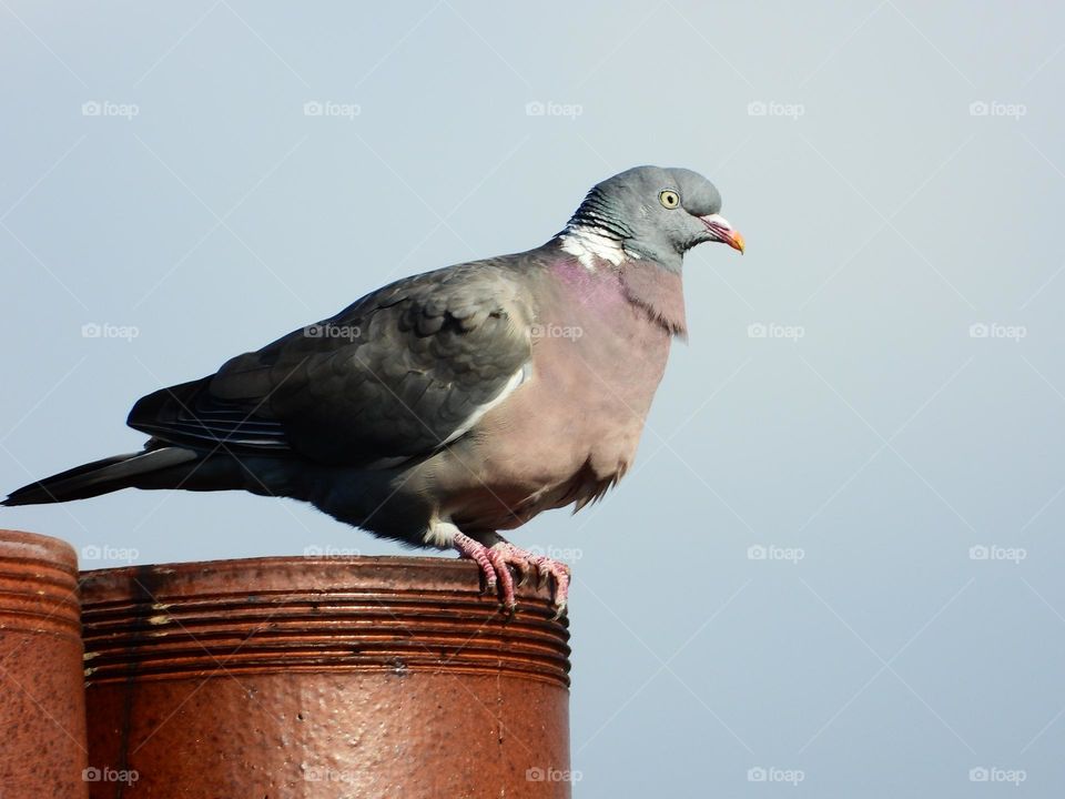 dove sitting on the roof