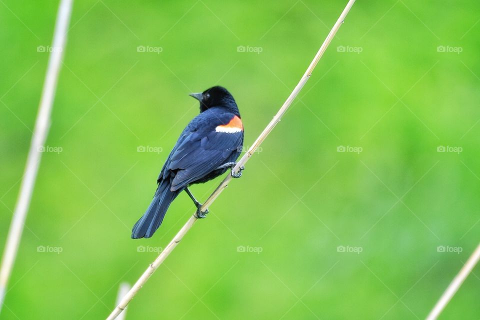 Red winged blackbird