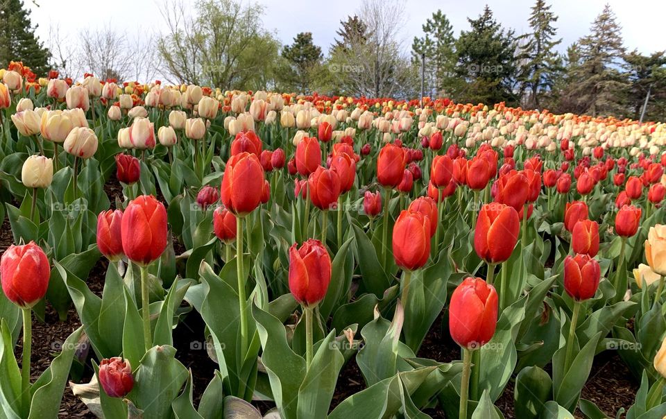 Rows of tulips
