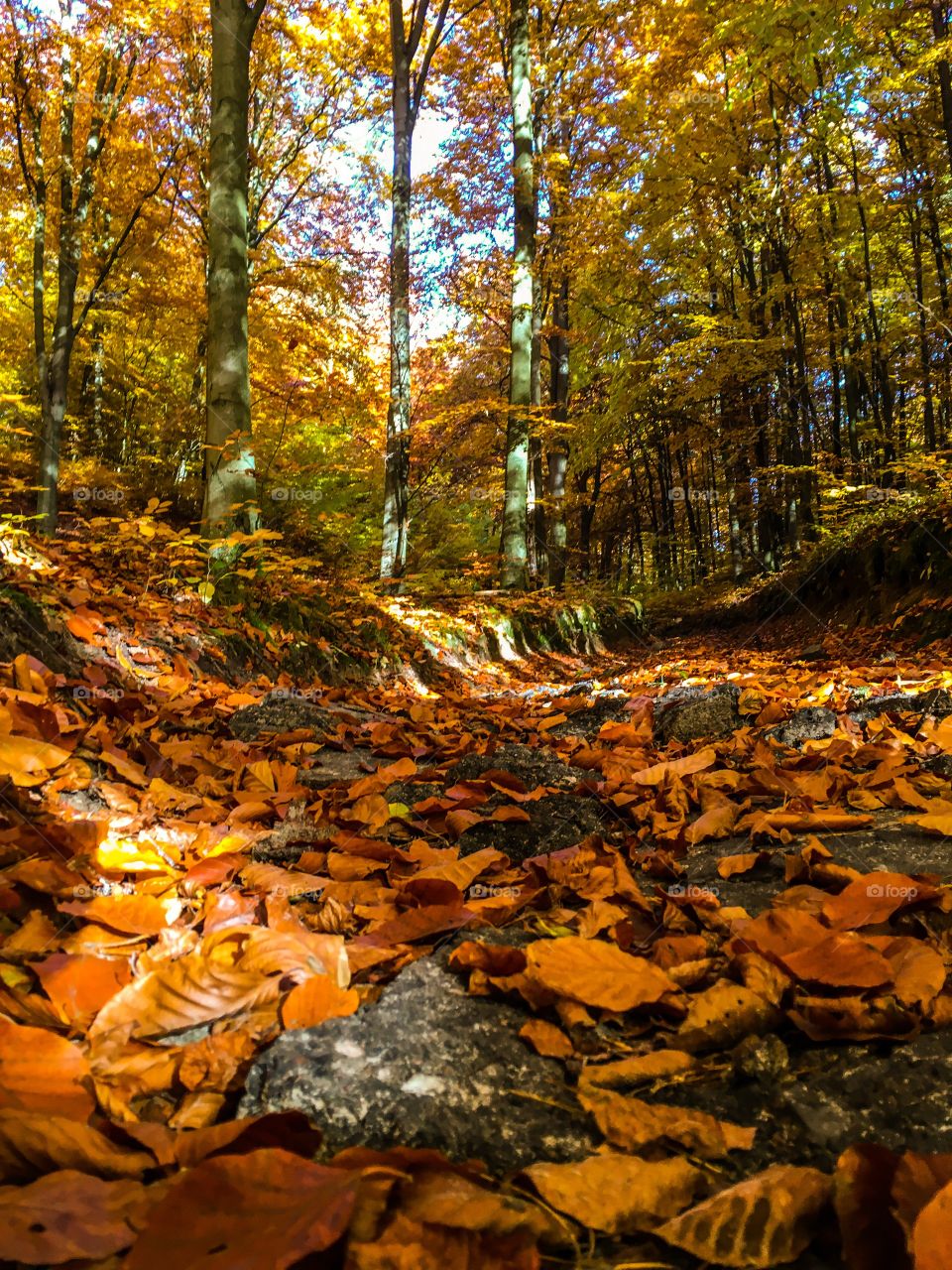 Fall, Leaf, No Person, Outdoors, Wood