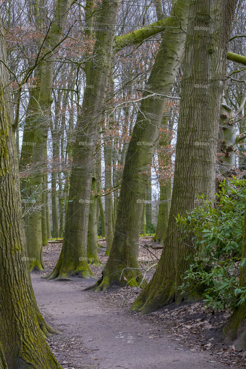 A view of trees in a park