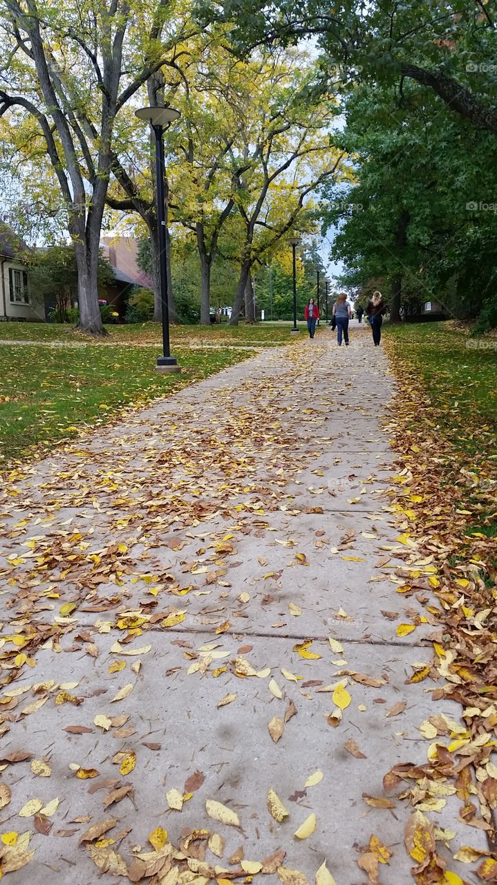 Fall on Campus