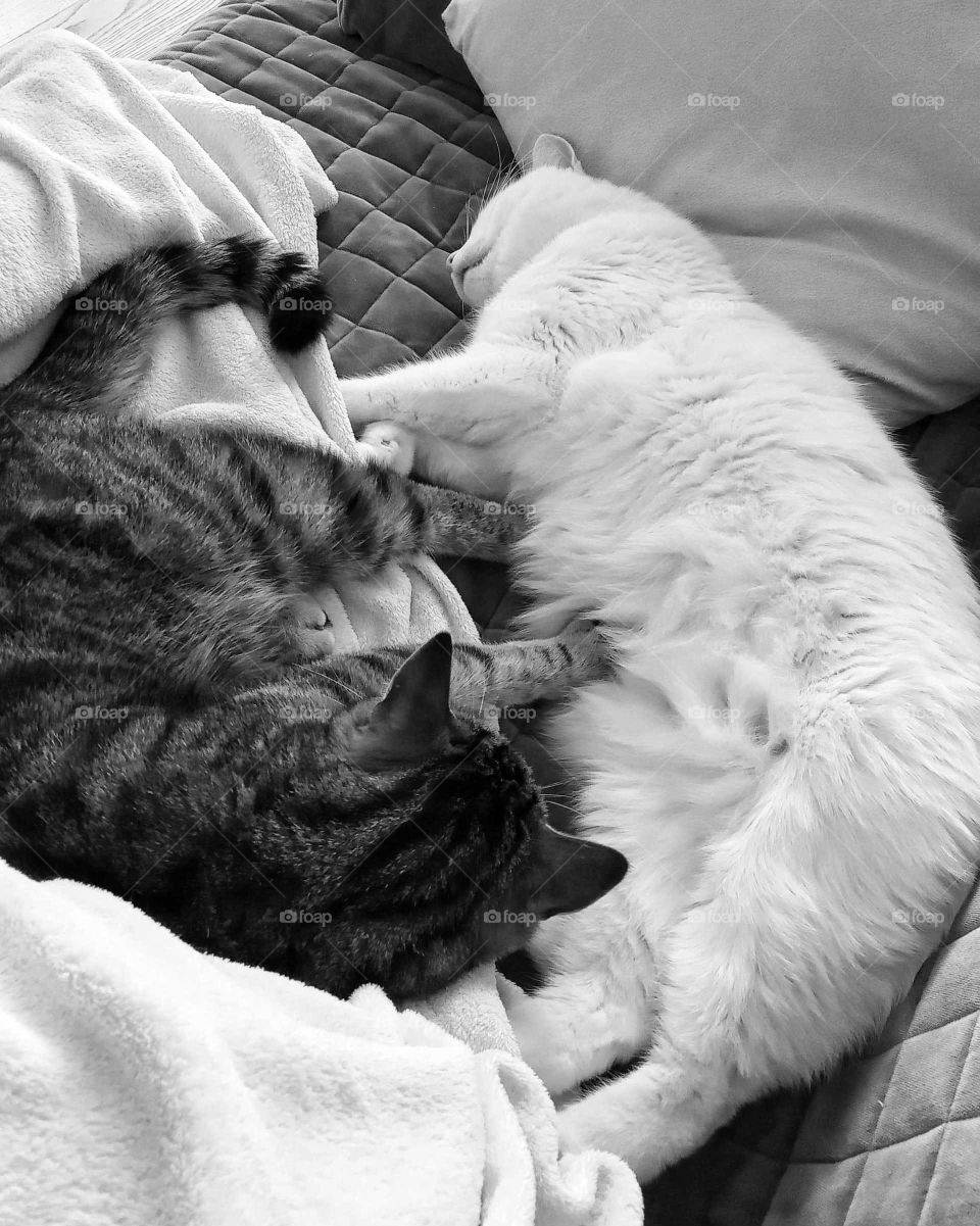 Śpiące koty