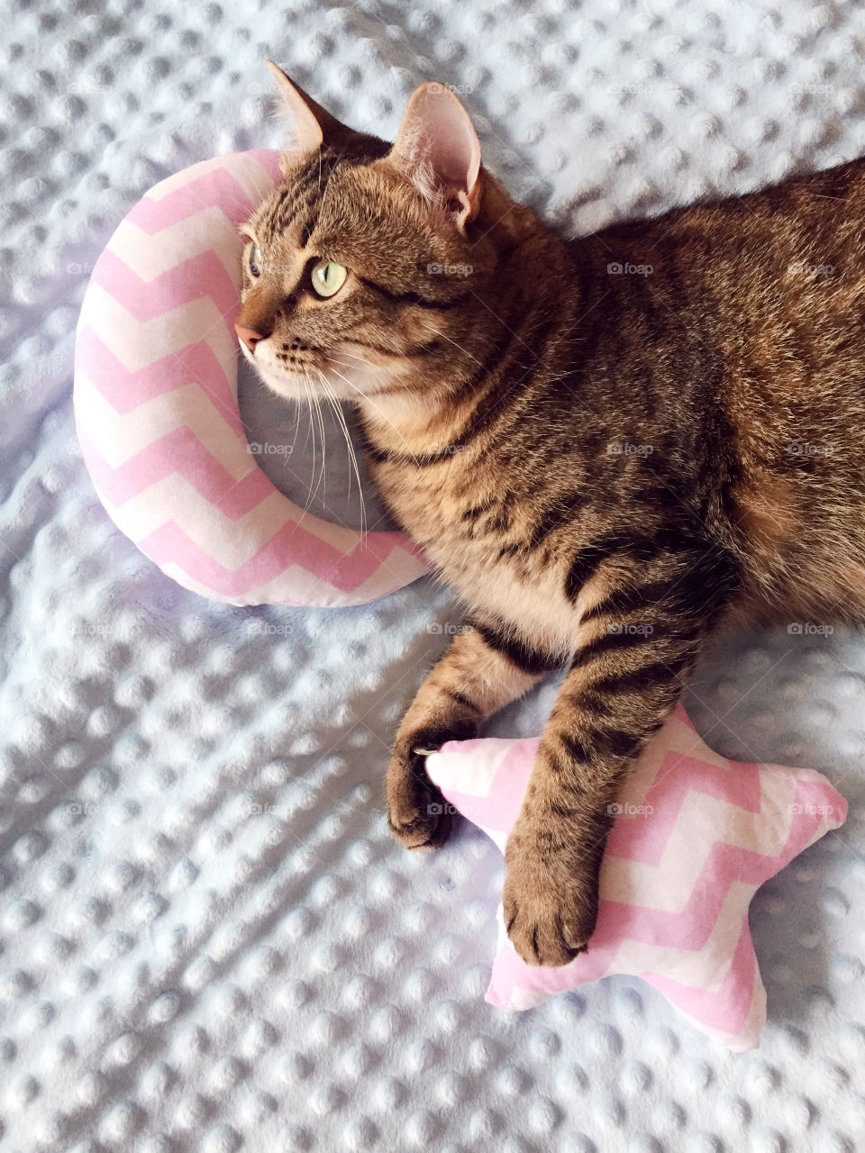 Beautiful cat lying on a bed