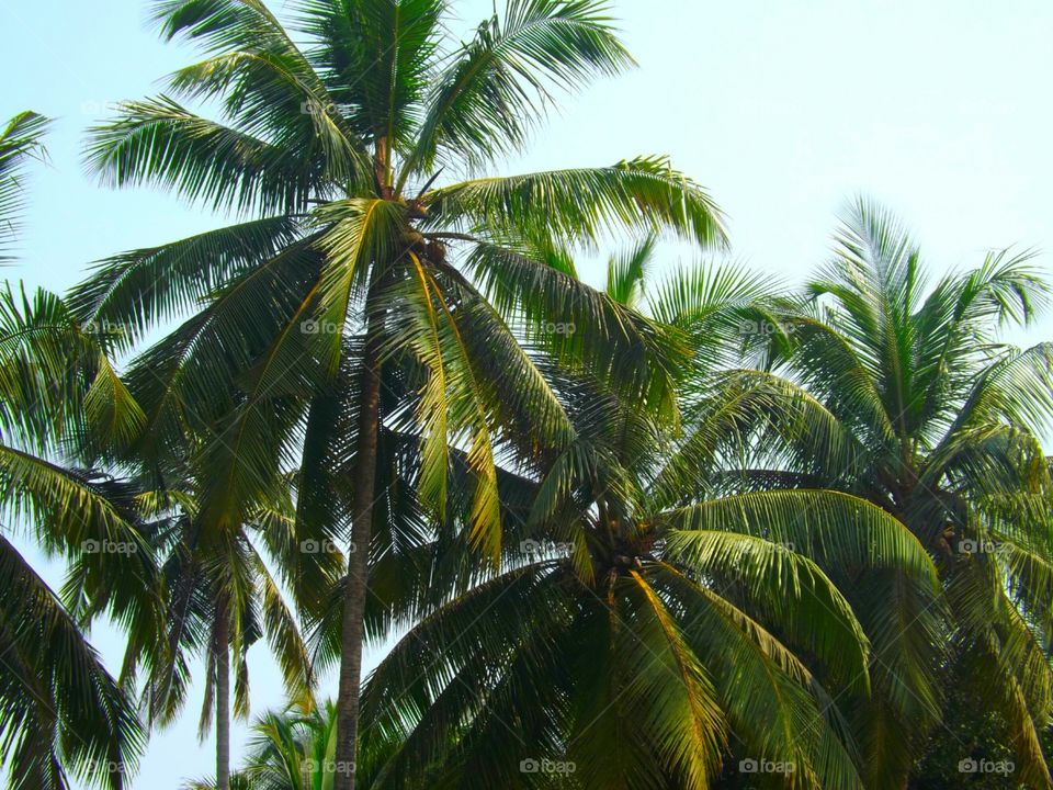 Coconut Trees...from God's own Country...