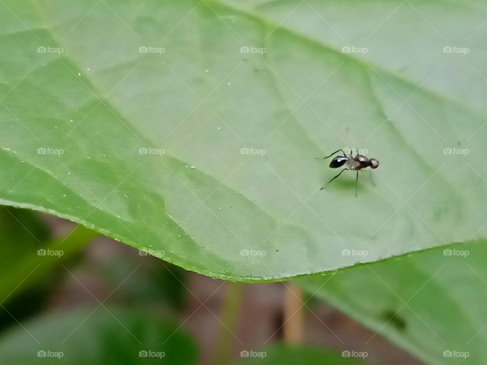 Ant on leaf
