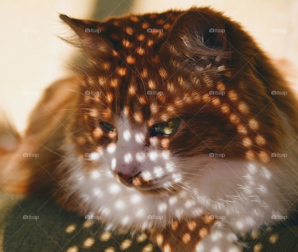 ginger cat pet in sunlight and shadows beautiful portrait close up