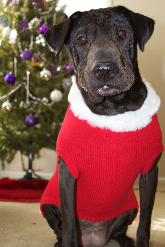 Christmas Puppy