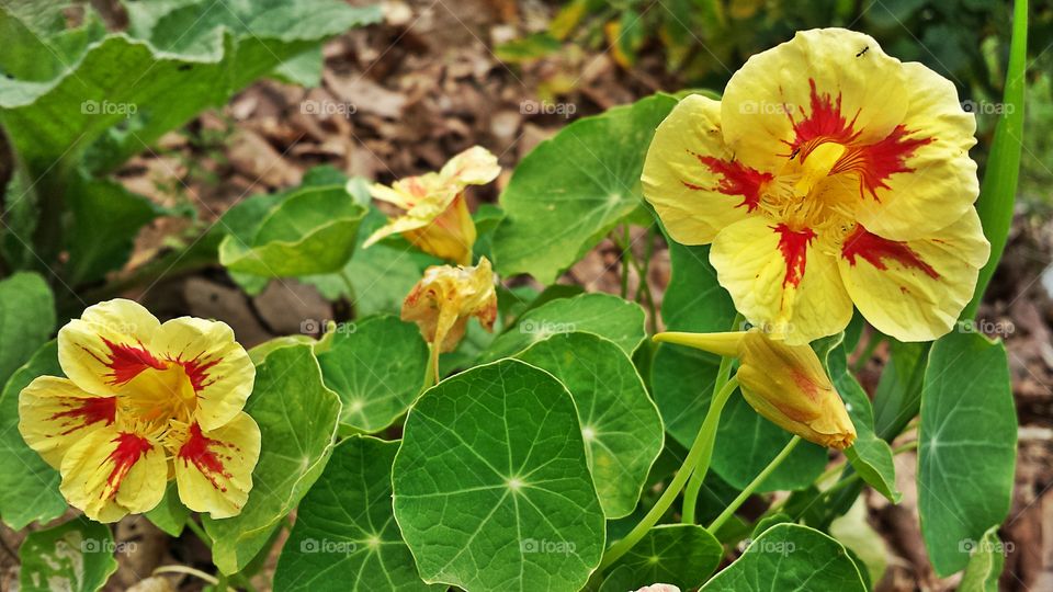 Nasturtium. In my garden