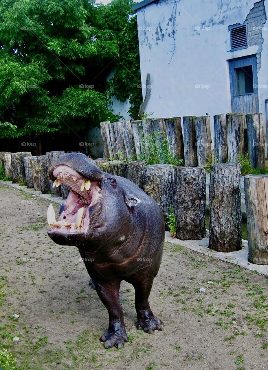 Angry hippo fo not getting snaks