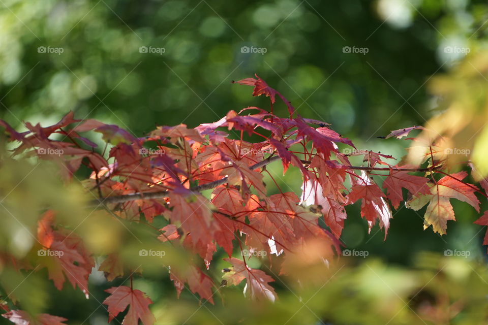 Fall maple leaves 