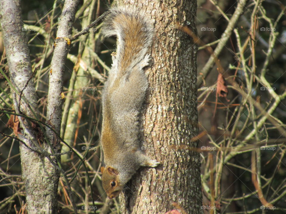 Grey Squirrel