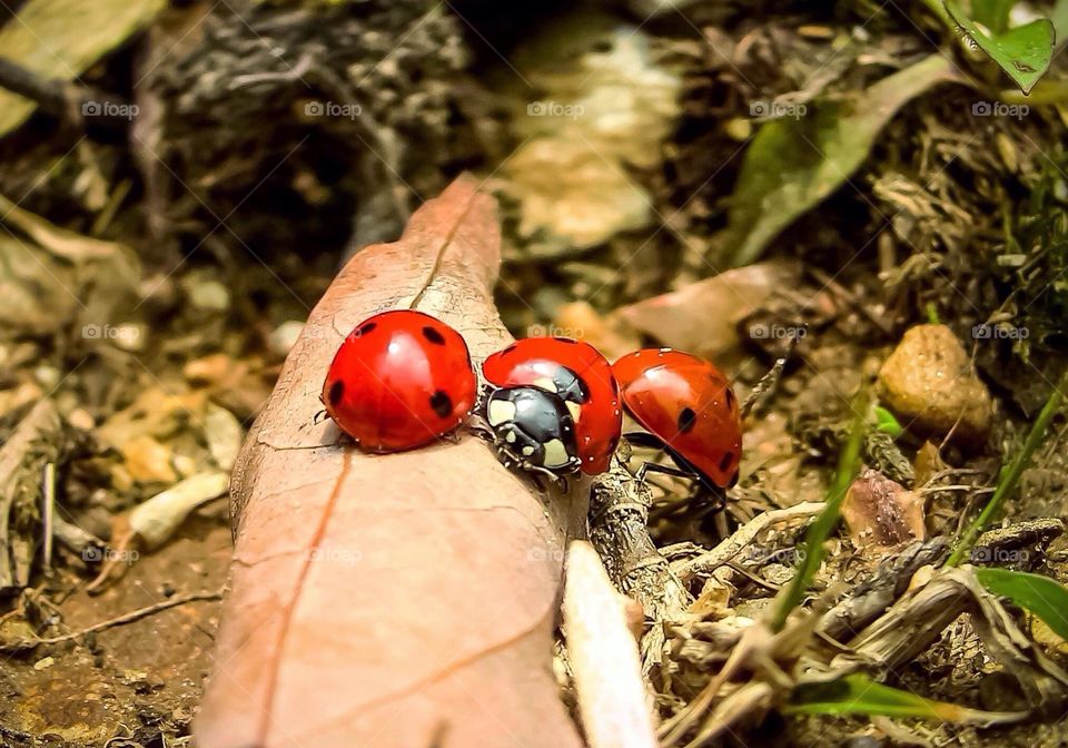 Ladybugs 