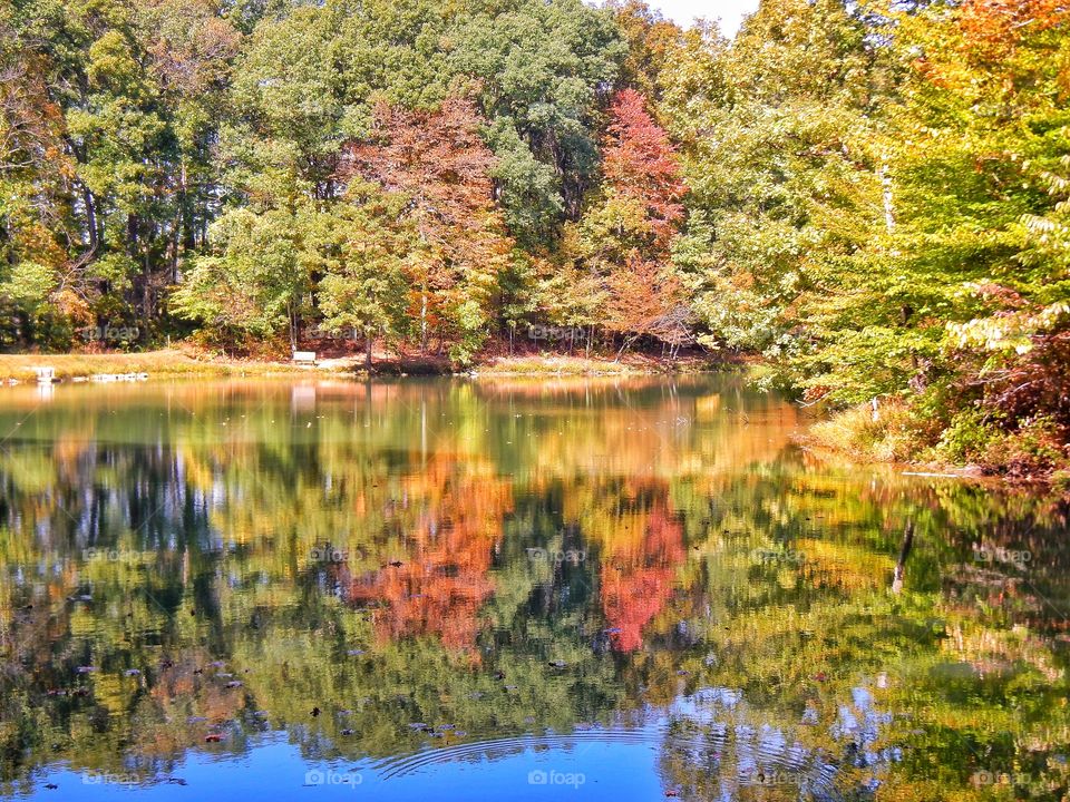 Scenic view of autumn trees