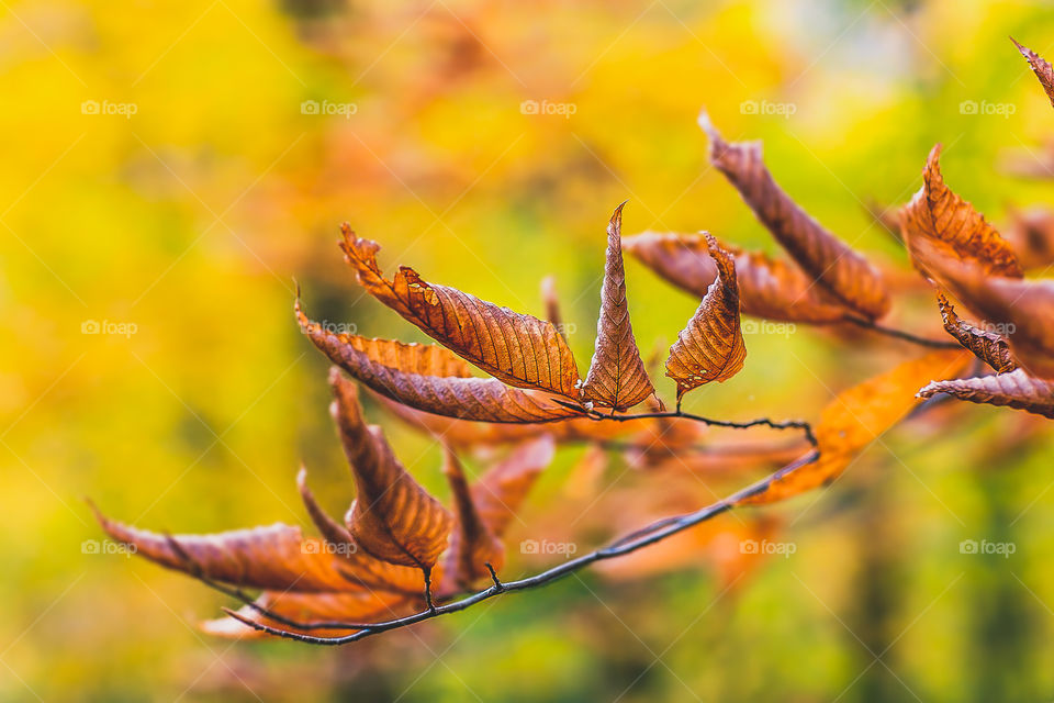 The best part of living in upstate New York has got to be the change of seasons. The fall foliage is incredible.