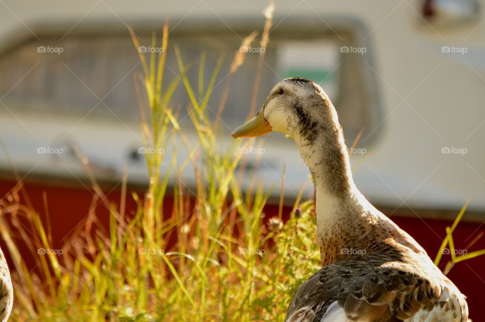 Close-up of duck