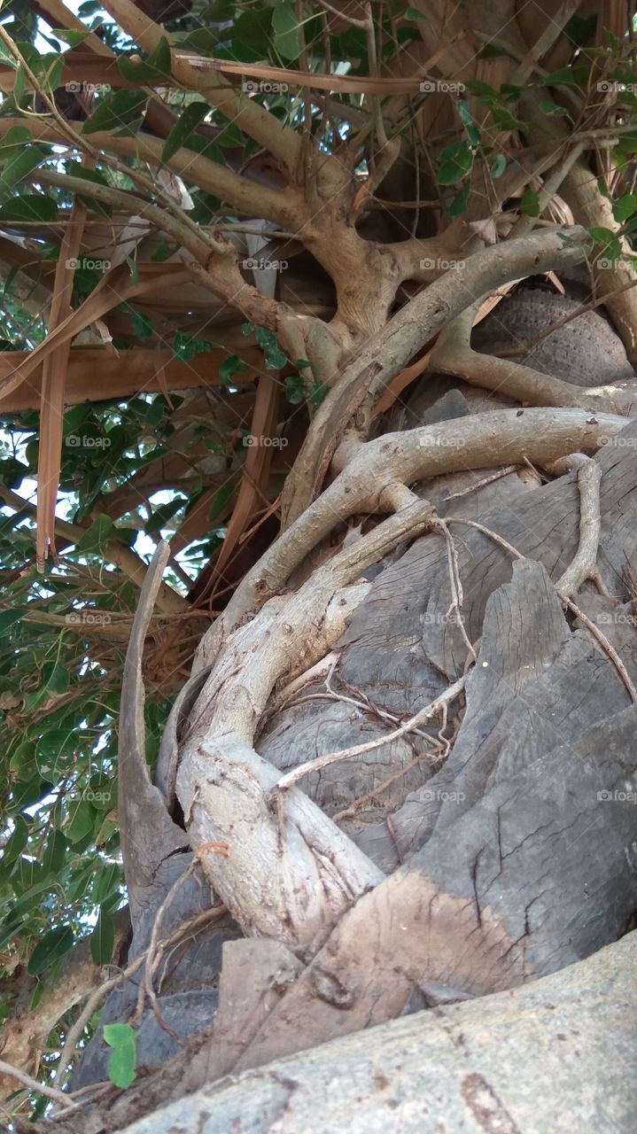 lovely both trees with including nicely